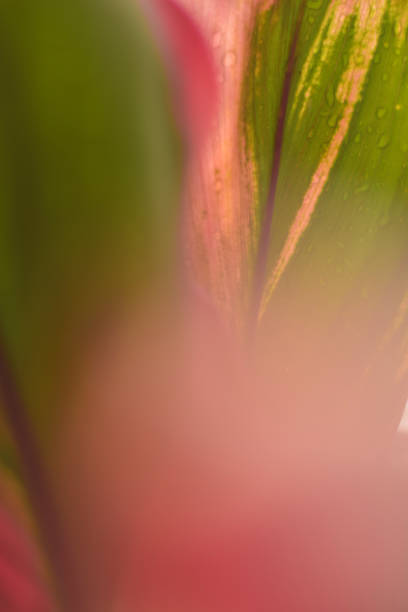 istock Detailed view of tropical foliage texture for background use 2196236442