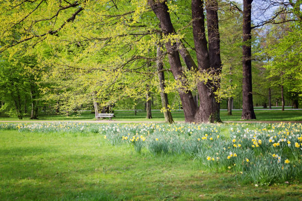 Blooming daffodils in a park