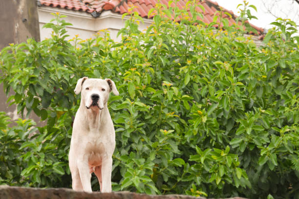 istock Big white dog with a menacing face 2196238102