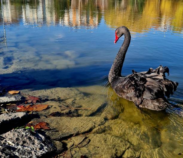 istock Black swan with red beak wandering on the lake 2196238371