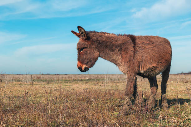 istock Donkey grazing in a sunny meadow, surrounded by dry grass and a clear blue sky, creating a serene rural scene with a natural charm 2196239972