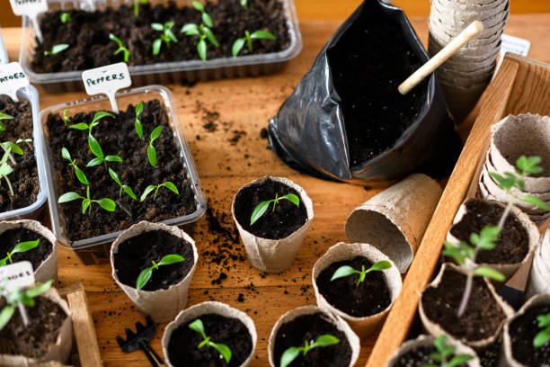 istock Peat cups with tomato and hot pepper seedlings 2196241481