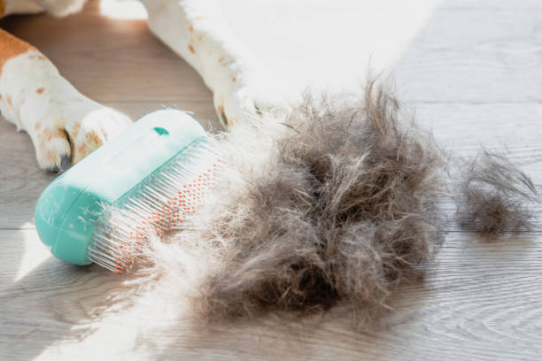 istock dog hair on the floor after brushing 2196241519