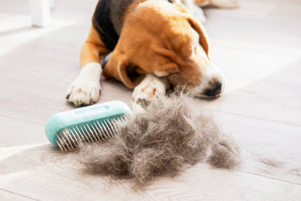 istock dog hair on the floor after brushing 2196241520