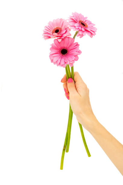 istock Flower in a woman’s hand 2196243456