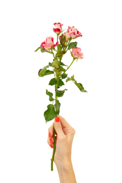 istock Flower in a woman’s hand 2196243470