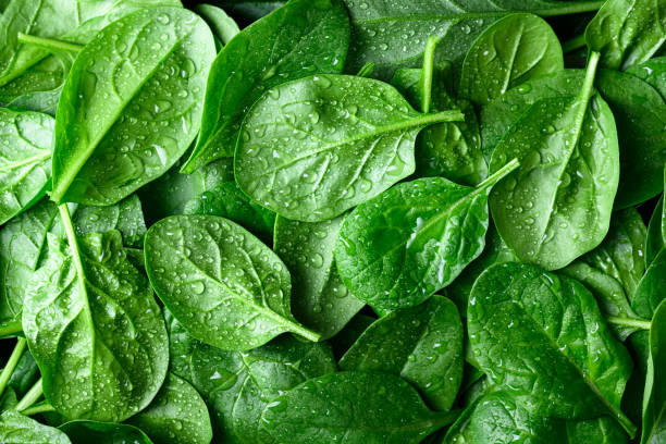 istock Fresh green spinach leaves with water drops 2196243874
