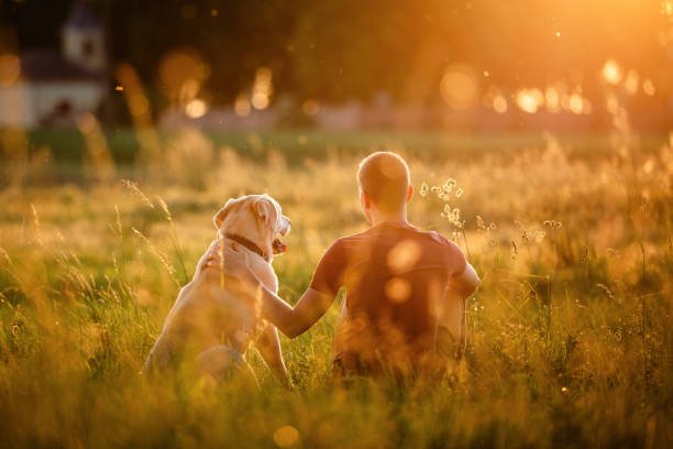 istock Man is enjoying idyllic summer sunset with his labrador retriever 2196245348