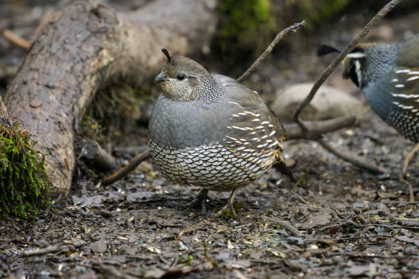 A female California quail walking on the ground. Willamette Valley of Oregon. Not captive, are fee flying.