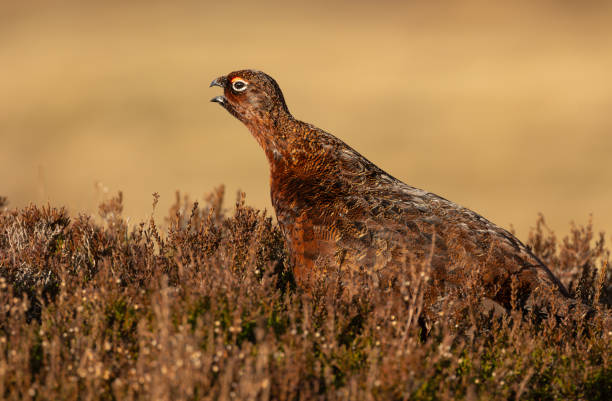 istock Red Grouse in Winter, facing left and calling with open beak and  brown plumage camouflaged in the heather. Swaledale, UK. 2196246996
