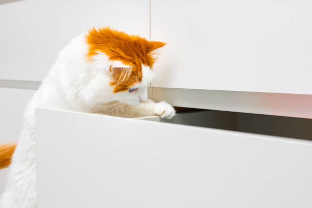 istock white domestic cat climbs into a cabinet drawer. 2196247870
