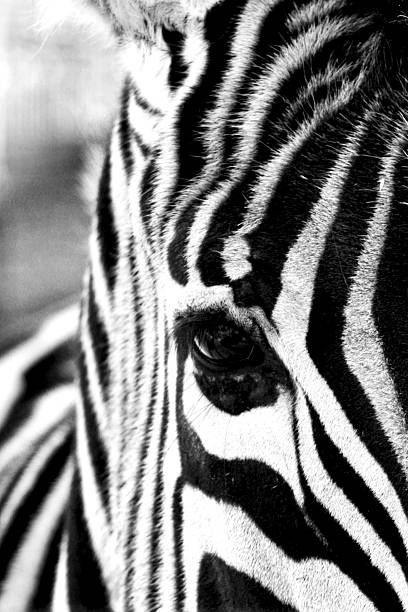 istock head of a zebra black and white photography 2196249414