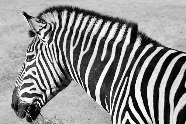 istock black and white photograph of a zebra 2196249441