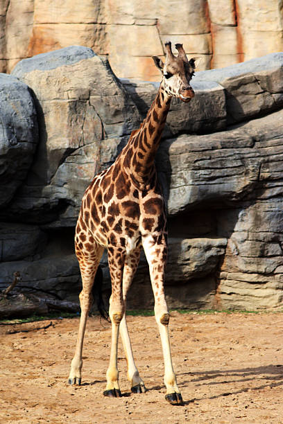 Majestic giraffe walking straight ahead