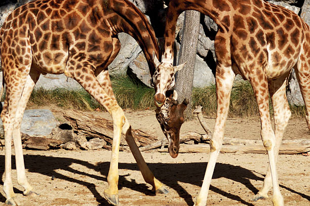 istock two giraffes scratching their heads 2196249494