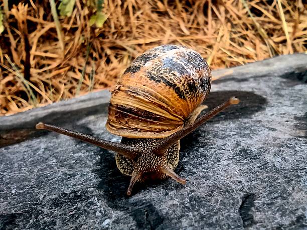 snail animal moving with antennae looking around