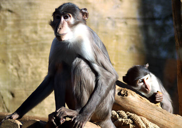 Wild monkey is looking around while sitting Batu caves wall.Kuala Lumpur - Malaysia.
