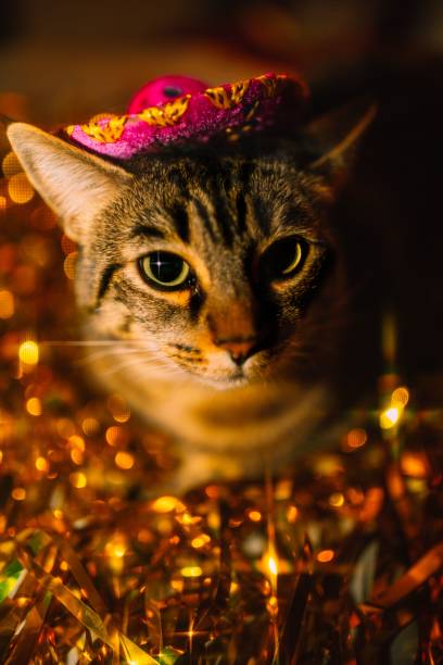 istock Tabby cat in Sombrero on sparkling gold tinsel 2196250015