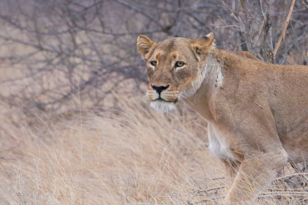 South African Lioness in Balule wildlife reserve. Focus on foreground.