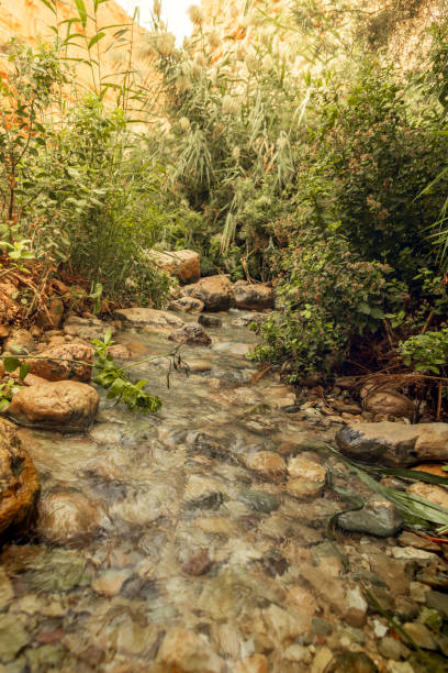 istock Wadi Arugot Stream in the charming Ein Gedi Nature Reserve, Israel 2196252994