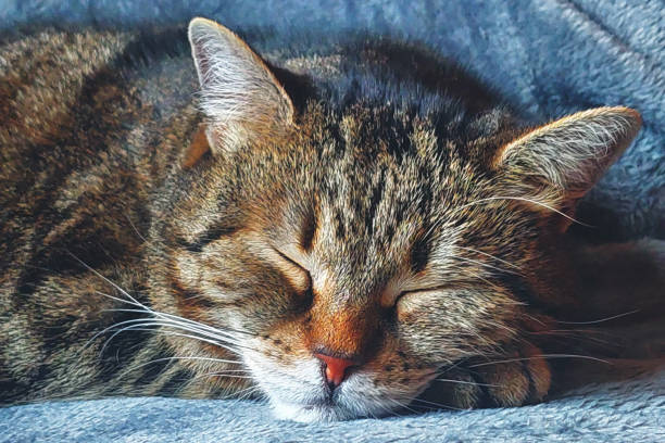 Egyptian mau cat is relaxing at home.
