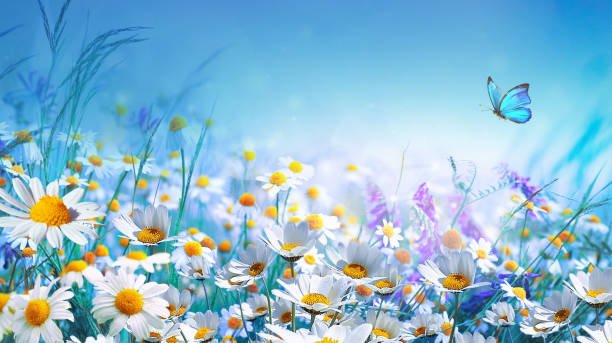 istock Bright, beautiful spring image of blooming wildflowers with a bright butterfly above them. 2196253964