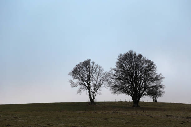 istock black forest near Hofsgrund 2196254197