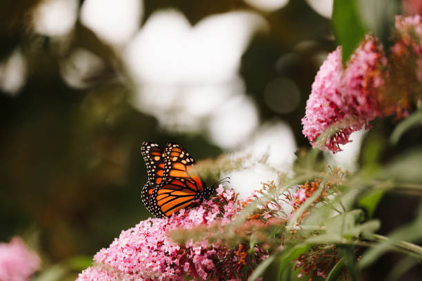 istock Monarch Butterfly on Butterfly Bush Flower 2196256318