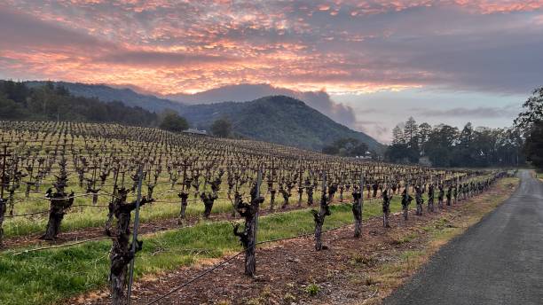 istock A stunning sunset at the vineyard. 2196257480