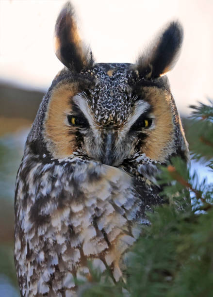 istock Long-eared owl portrait surrounded by green background, Quebec 2196258015