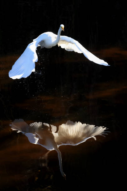istock The Great Egret (Ardea alba) flying over the swamp with nice reflections on the water 2196258037