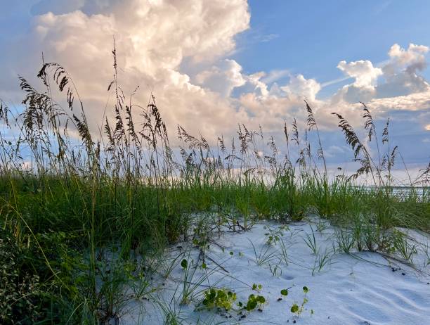 istock Grassy Dune  Jacksonville Beach,  Fl 2196258557