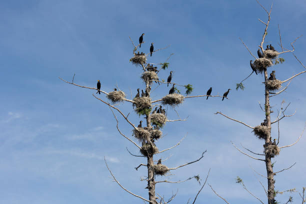 istock Many great cormorant nests in the trees 2196261849