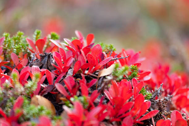istock Various tundra plants close-up in autumn 2196261868