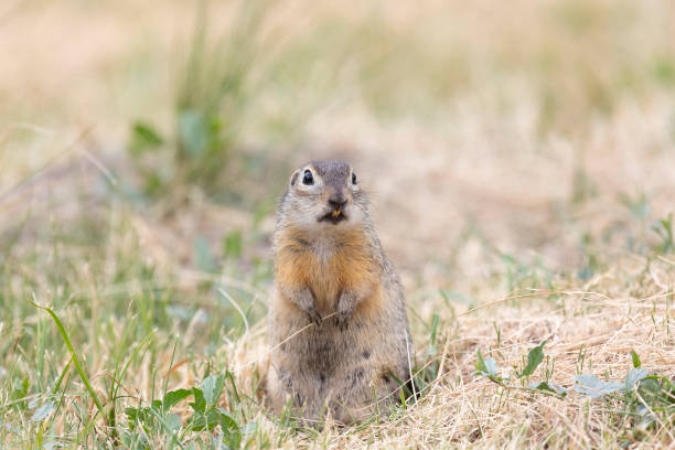istock Gopher stands in the grass on a summer day 2196261897