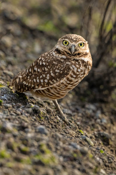 The burrowing owl (Athene cunicularia), also called the shoco, is a small, long-legged, primarily terrestrialthough not flightlessspecies of owl native to the open landscapes of North and South America.  Gray Lodge Wildlife Area in the Sacramento Valley, Butte County, California.