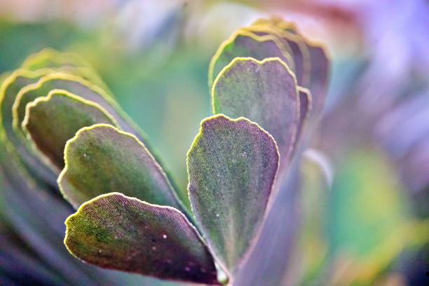 Green nature