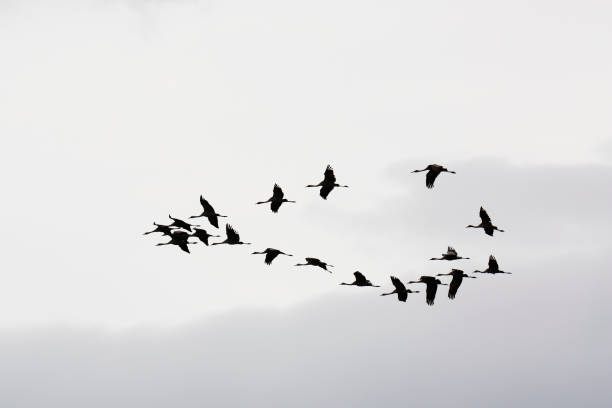 istock A flock of cranes against a cloudy sky 2196262594