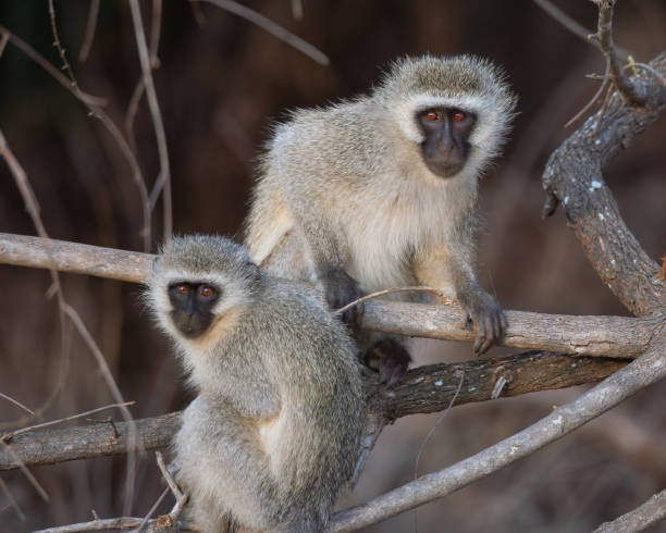 istock South African Vervet Monkeys on branches early morning. 2196263146