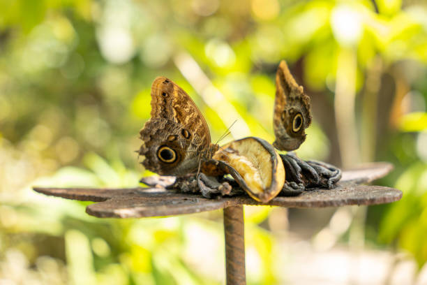 Butterflies at the Ontario Butterfly Conservatory in near Niagara Falls, Ontario in Canada