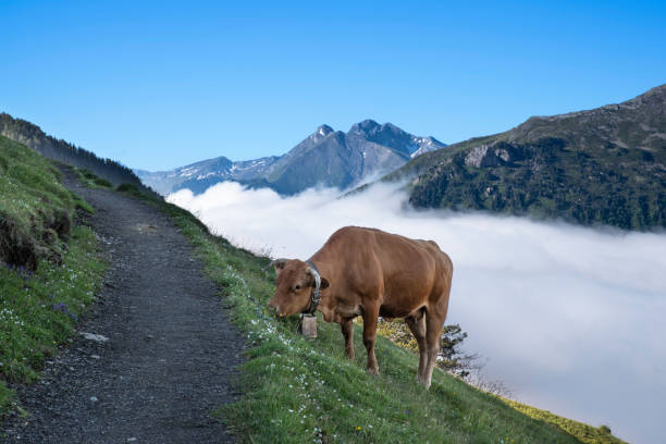 A cow eats grass on the side of a mountain footpath in the Pyrenees in France