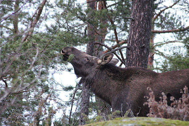A hungry moose reaches for som yummy branches in the forest