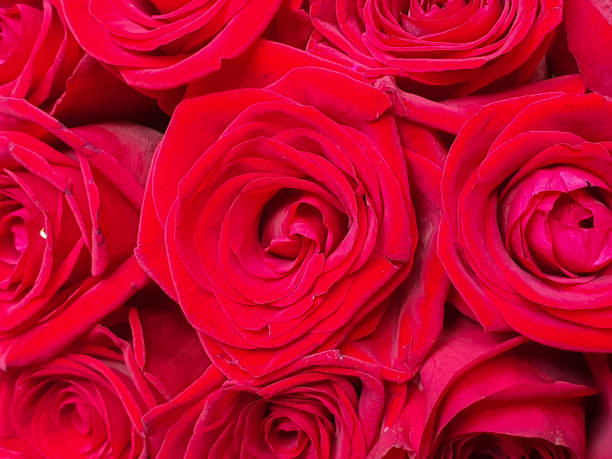 istock Red roses dark abstract flowers background 2196264643