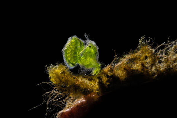 Hairy Shrimp Phycocaris simulans occurs in the tropical Indo-Pacific from the Red Sea to the Andaman Islands and Indonesia, to the Ryukyu Islands and east Australia in a depth range from 1 to 30m, max. size 5mm. \nDue to his appearance, the Hairy Shrimp is also called the Algae Shrimp. It literally resembles a tiny piece of algae. The hairy appearance comes from the hair-like filaments that cover the body. Hairy shrimp can be red, brown, yellow, or even green (like this specimen). \nThis specimen is a female. If you look at the photo in full size, you can clearly see details in the eggs: the segmented bodies of these next generation crustaceans are clearly visible. \nLembeh strait, Indonesia \n1 1°28'47.812 N 125°15'1.262 E at 19m depth