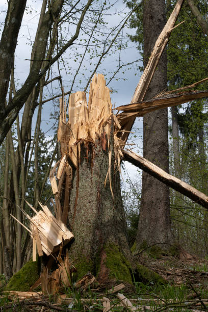 istock Tree Trunk Broken by Lightning Strike in the Middle of a Forest 2196265583