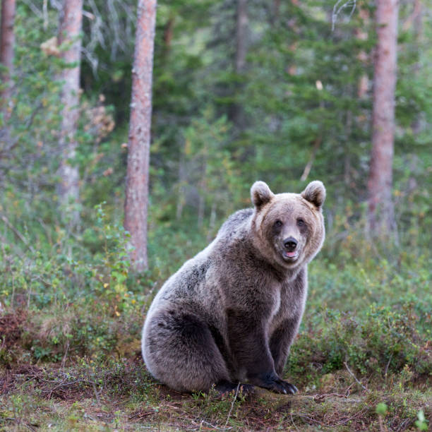 istock A photo of brown bear during summer 2196267224