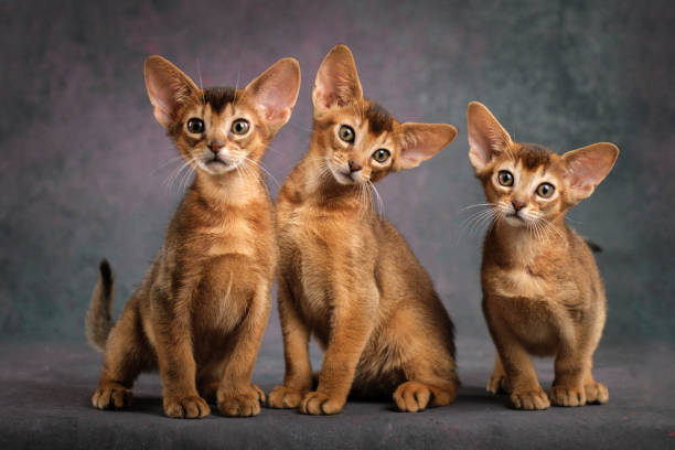Three ginger kittens posing beautifully on a gray background, Several Abyssinian kittens, studio shooting