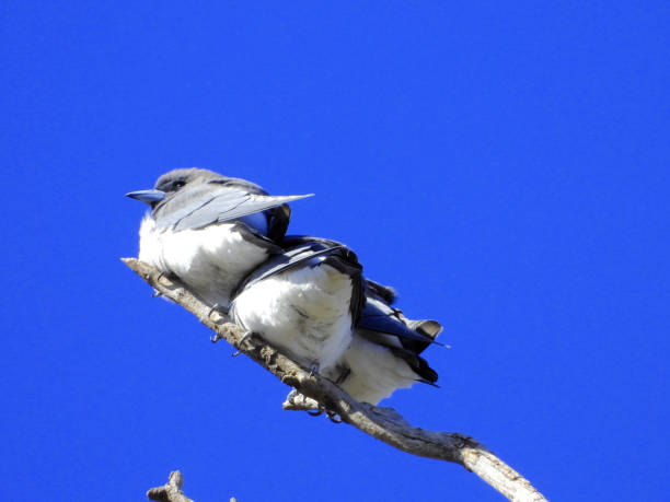 The white-breasted woodswallow is a medium-sized passerine bird which breeds from the Andaman Islands east through Indonesia and northern Australia. The name \