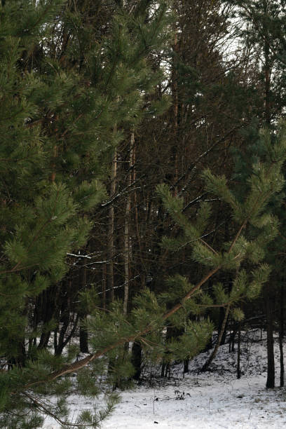 A Serene Winter Forest Scene Showcasing Pine Trees with Snow-Covered Ground and Bare Branches, Capturing the Beauty and Tranquility of Nature in the Cold Season