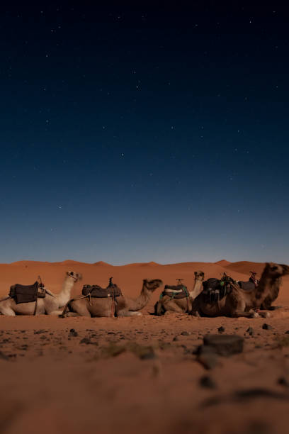 istock Camels resting in erg chebbi dunes under starry night sky in merzouga, morocco 2196268199